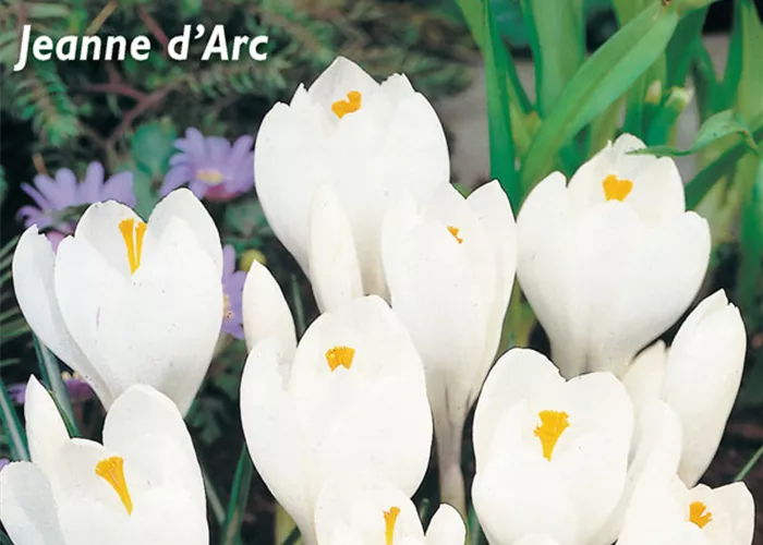 Frühlings-Krokus 'Jeanne d´Arc'
