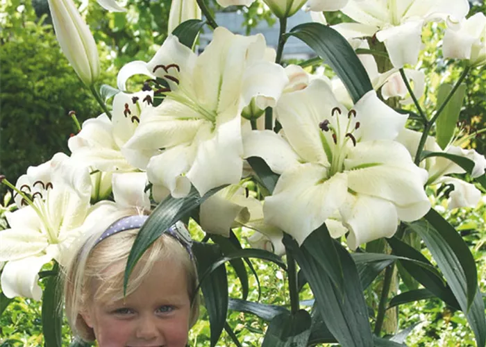 Baumlilie 'Pretty Woman'