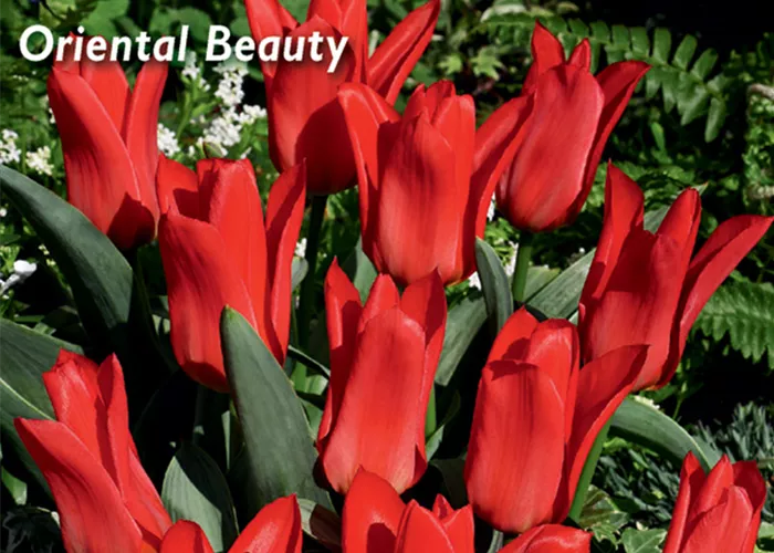Greigii-Tulpe 'Oriental Beauty'
