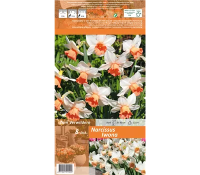 Alpenveilchenartige Narzisse 'Iwona' Alpenveilchenartige Narzisse 'Iwona'