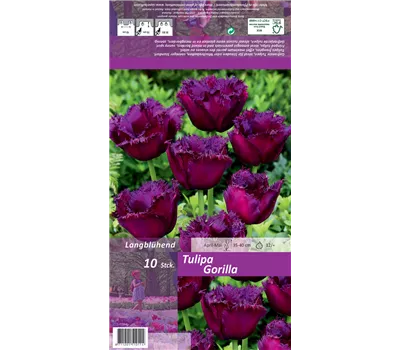 Crispa-Tulpe 'Gorilla' Crispa-Tulpe 'Gorilla'