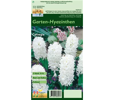 Hyazinthe 'Carnegie' Hyazinthe 'Carnegie'