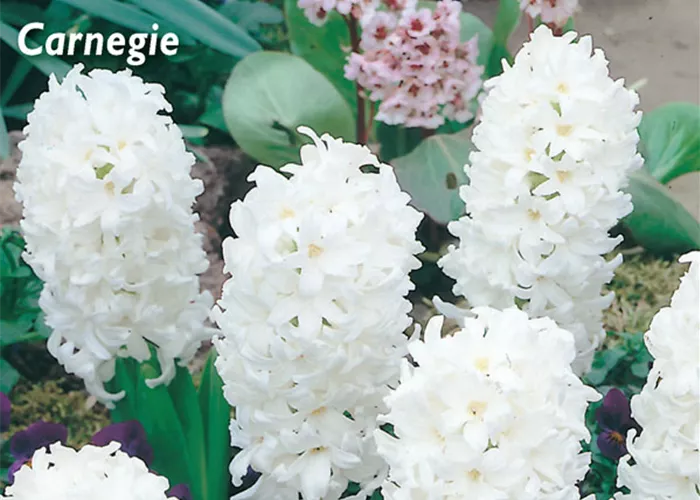 Hyazinthe 'Carnegie'