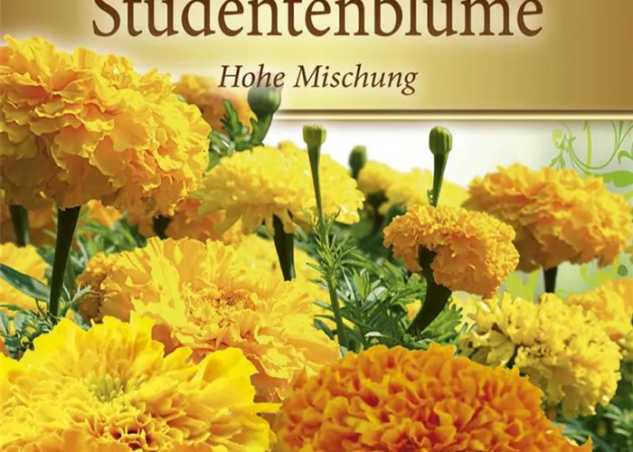 Tagetessamen 'Hohe Mischung'