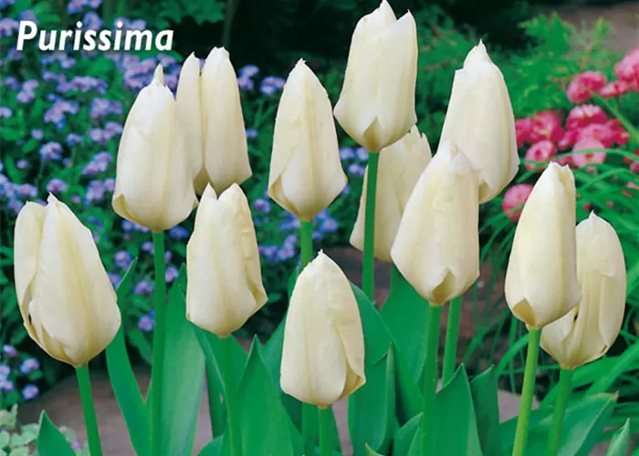 Garten-Tulpe 'Purissima'