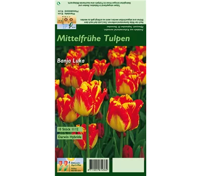 Darwin-Tulpe 'Banja Luka' Darwin-Tulpe 'Banja Luka'