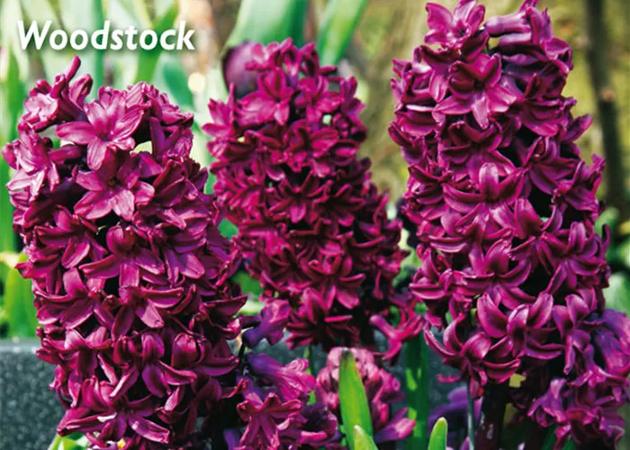Hyazinthe 'Woodstock'