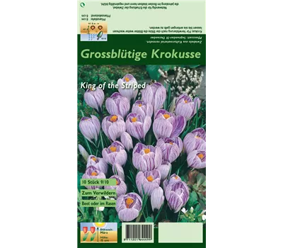 Frühlings-Krokus 'King of the Striped' Frühlings-Krokus 'King of the Striped'