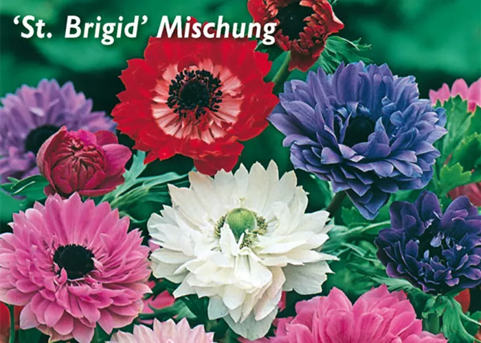 Anemone 'St Brigid'