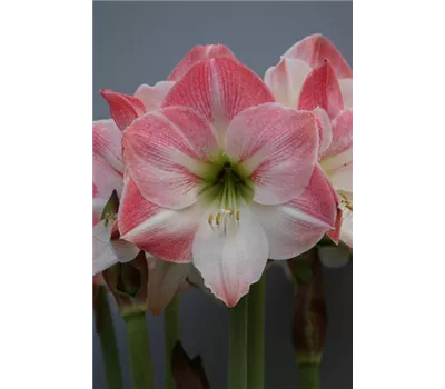 Ritterstern 'Apple Blossom' Ritterstern 'Apple Blossom'