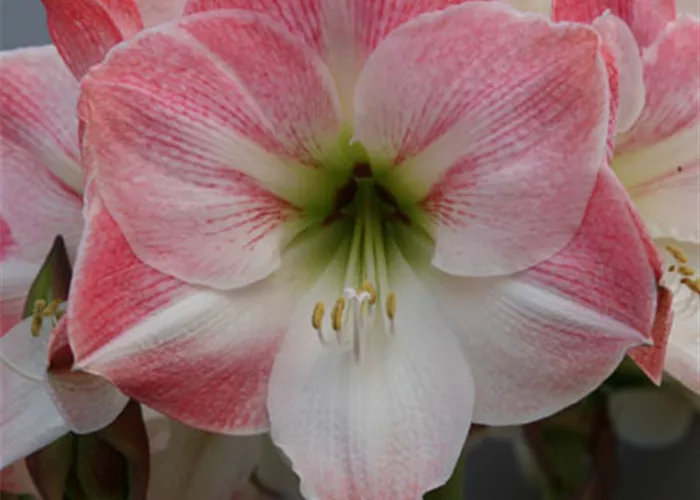 Ritterstern 'Apple Blossom'