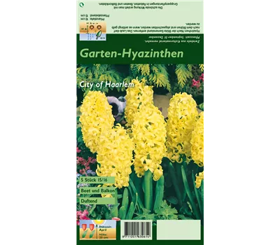 Hyazinthe 'City Of Haarlem' Hyazinthe 'City Of Haarlem'