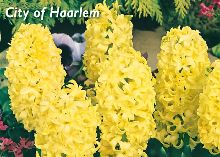 Hyazinthe 'City Of Haarlem'