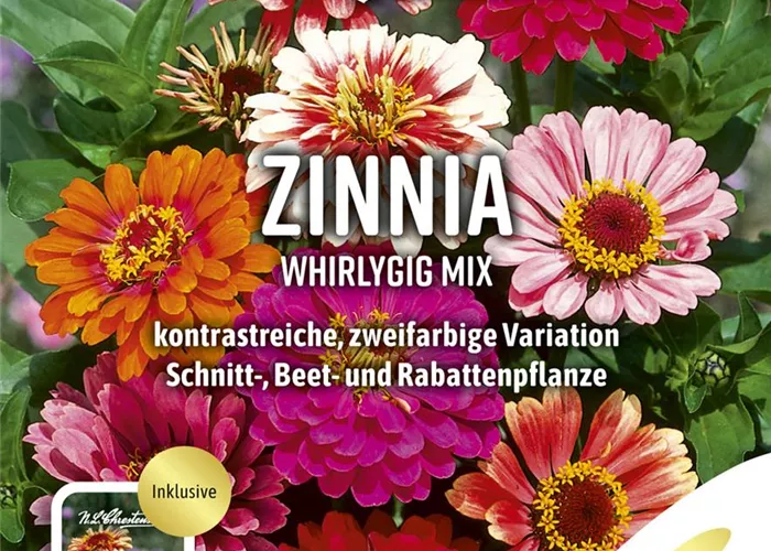 Zinniensamen 'Whirlygig' Zinniensamen 'Whirlygig'