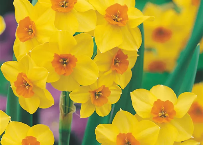 Narzisse 'Golden Dawn'