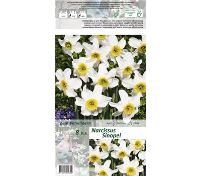 Dichter-Narzisse 'Sinopel' Dichter-Narzisse 'Sinopel'