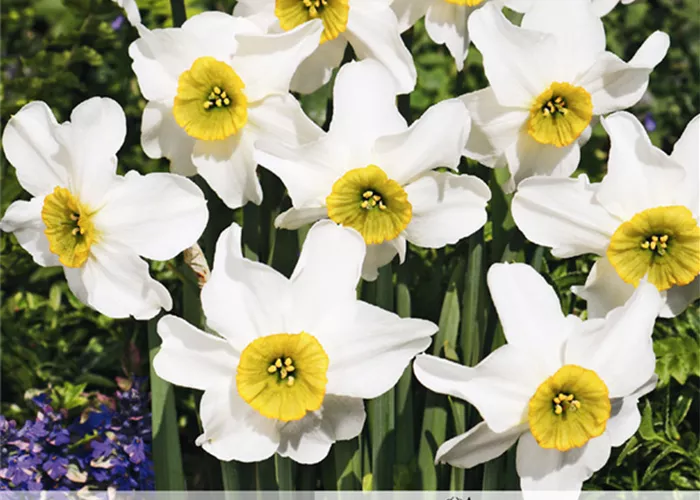 Dichter-Narzisse 'Sinopel'