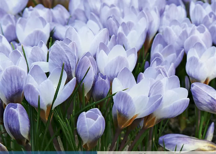 Kleiner Garten-Krokus 'Blue Pearl'