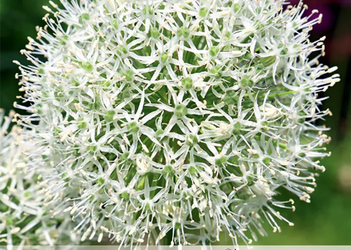 Garten-Zier-Lauch 'Mount Everest'