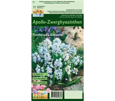 Apollo-Scheinhyazinthe Apollo-Scheinhyazinthe