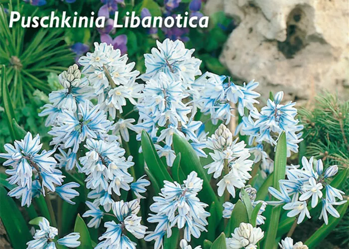 Apollo-Scheinhyazinthe