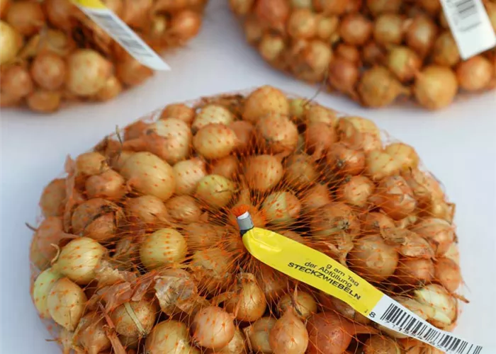 Speisezwiebel 'Radar'