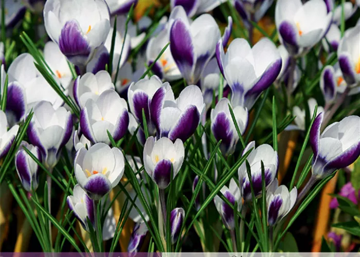 Kleiner Garten-Krokus 'Prins Claus'