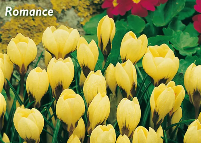 Kleiner Garten-Krokus 'Romance'