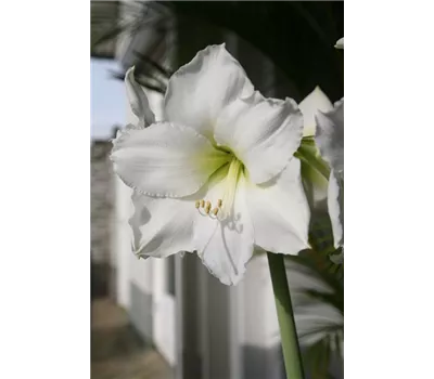 Ritterstern Ritterstern