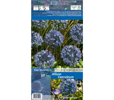 Blaublühender Lauch