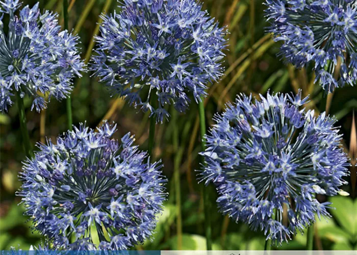 Blaublühender Lauch