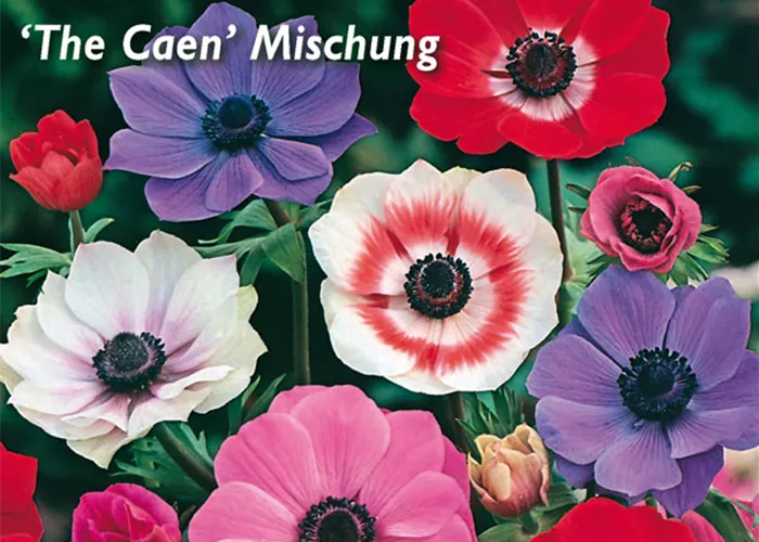 Garten-Anemone 'De Caen'