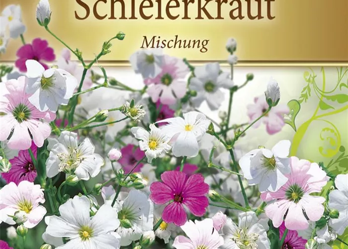 Sommer-Schleierkraut-Samen Sommer-Schleierkraut-Samen