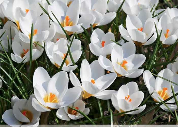 Kleiner Garten-Krokus 'Snow Bunting'