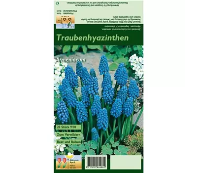 Armenische Traubenhyazinthe Armenische Traubenhyazinthe