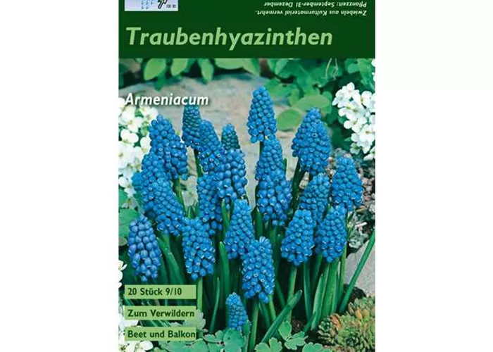 Armenische Traubenhyazinthe
