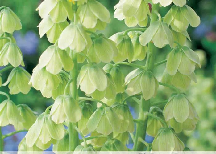 Garten-Kaiserkrone 'Ivory Bells'