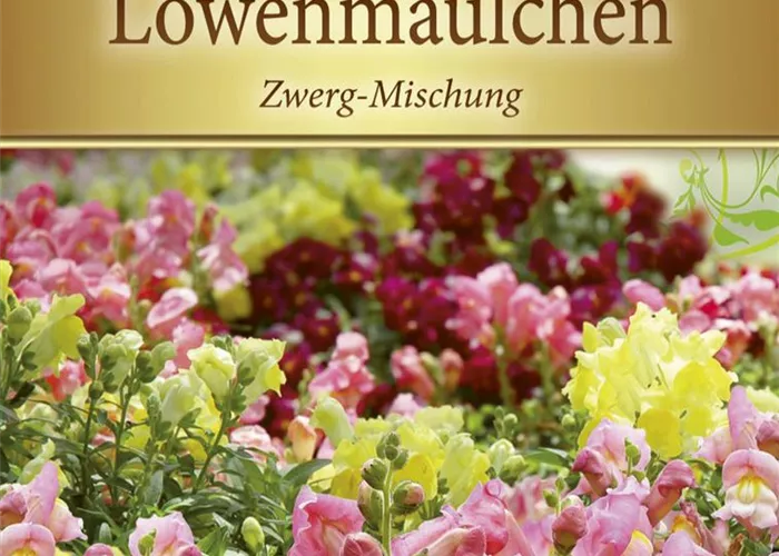 Zwerg-Löwenmaul-Samen Zwerg-Löwenmaul-Samen