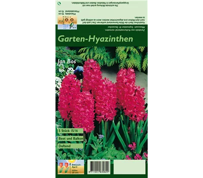 Hyazinthe 'Jan Bos' Hyazinthe 'Jan Bos'