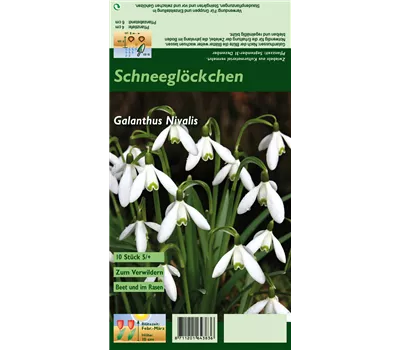 Kleines Schneeglöckchen Kleines Schneeglöckchen