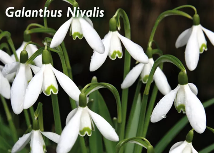 Kleines Schneeglöckchen