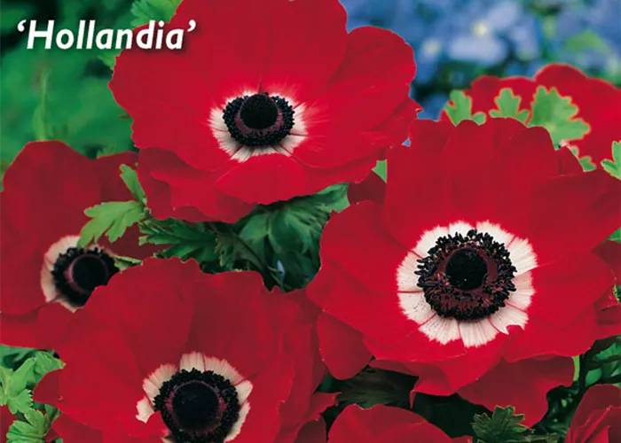 Garten-Anemone 'De Caen Hollandia'