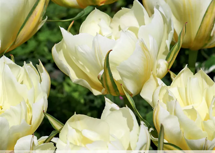 Tulpe 'Exotic Emperor'