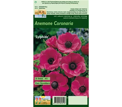 Kronen-Anemone 'Sylphide' Kronen-Anemone 'Sylphide'