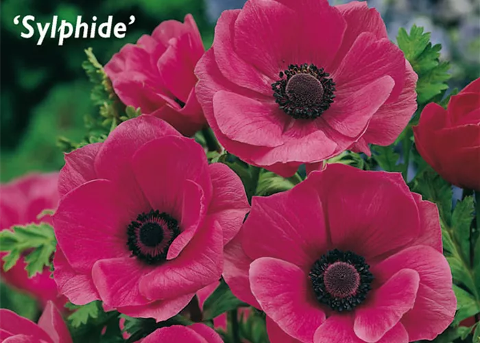 Kronen-Anemone 'Sylphide'