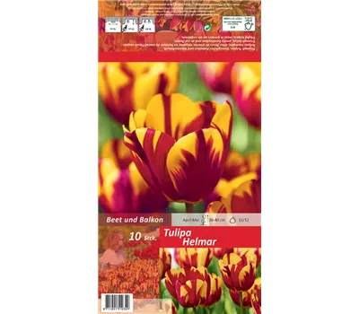Einfache Tulpe 'Helmar' Einfache Tulpe 'Helmar'