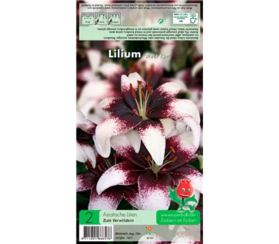 Asiatische Lilie 'Black Eye' Asiatische Lilie 'Black Eye'