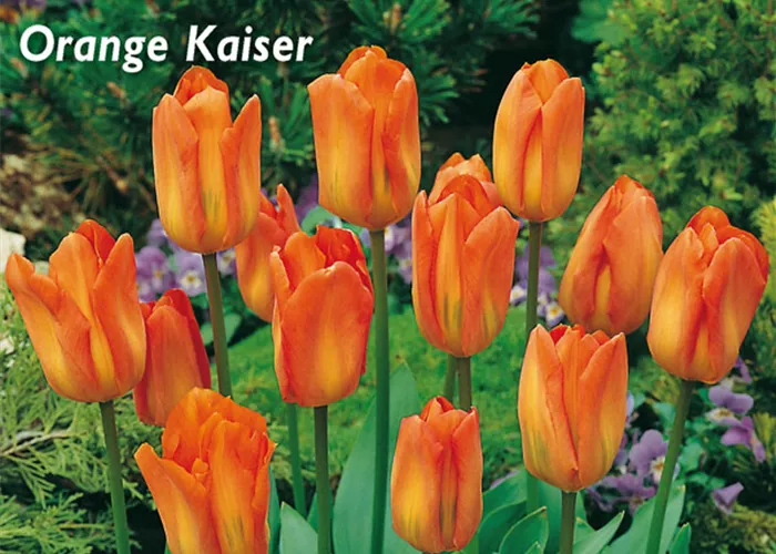 Tulpe 'Oranger Kaiser'