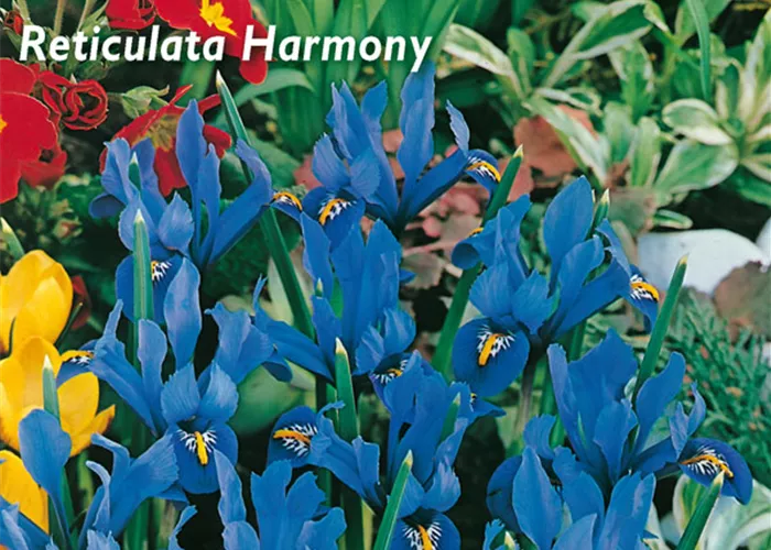 Zwerg-Iris 'Harmony'