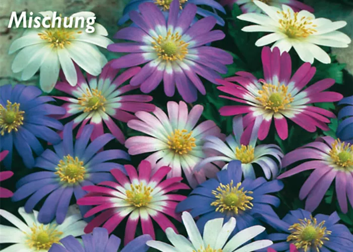 Strahlen-Windröschen